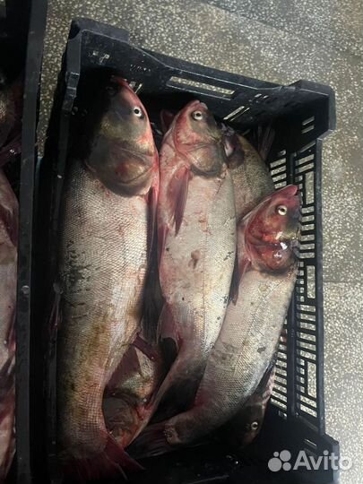 Рыба Толстолобик беляк свежемороженный оптом