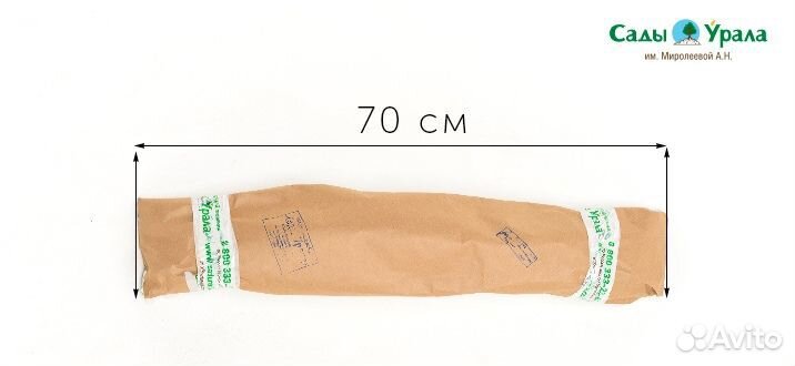 Ежевика Апачи, саженцы окс, питомник Сады Урала