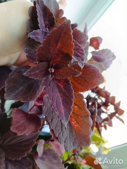 Колеус срезы