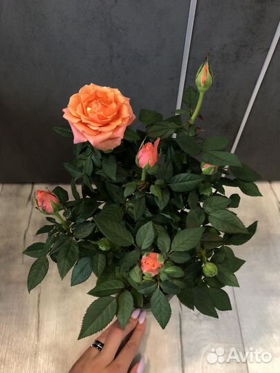 Роза в горшке,саженцы,комнатные цветы