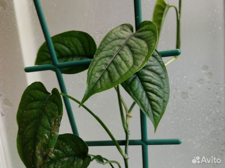 Сциндапсус и эпипремнумы