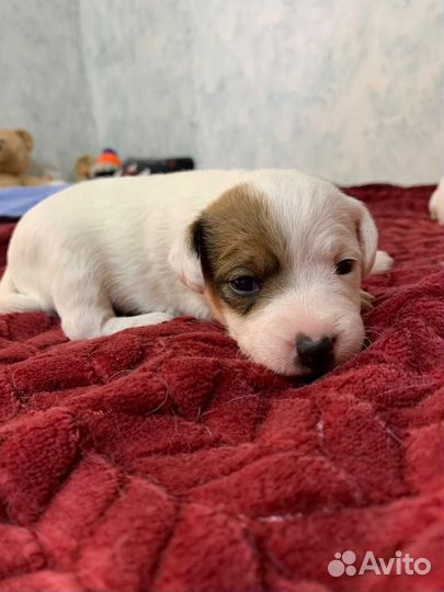 Парсон рассел терьер