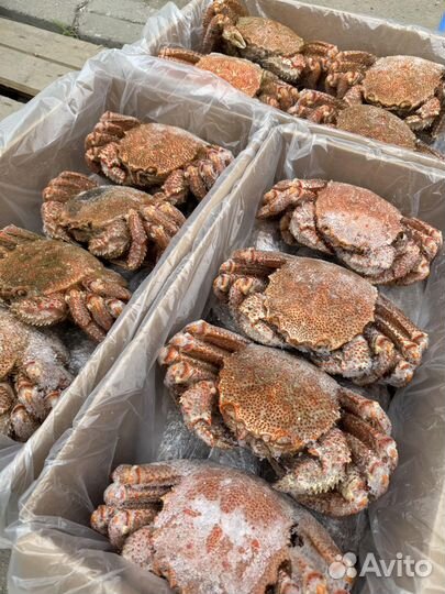 Оптом Краб Волосатик