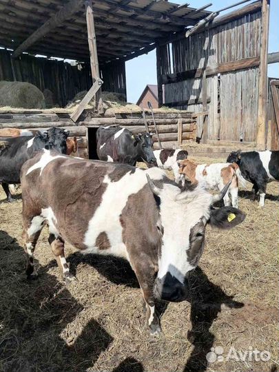 Корова дойная