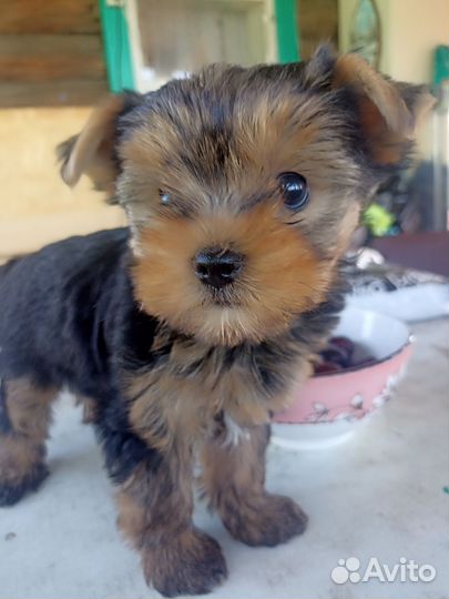 Йоркширский терьер