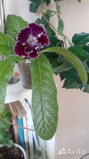 Комнатные цветы фиалки и стрептокарпусы