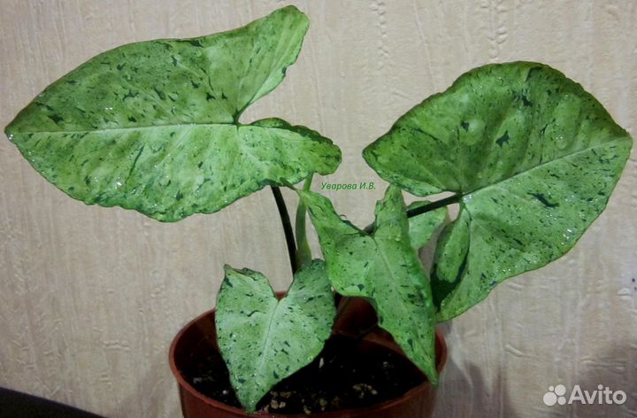 Цветы комнатные