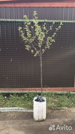 Вишня -4 года