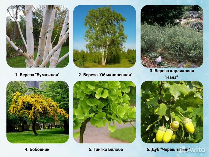 Парковые деревья. Cажeнцы берeзы, клeна, липы