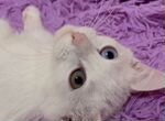 Кошка турецкая ангора, альбинос, в добрые руки