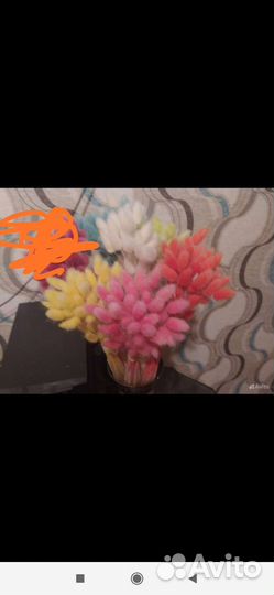 Сухоцветы для декора