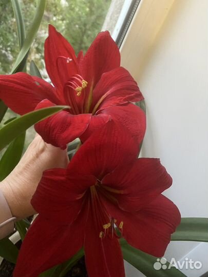 Гиппиаструм