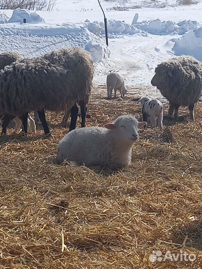 Бараны от 3 месяцев