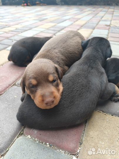Продам щенков доберманов