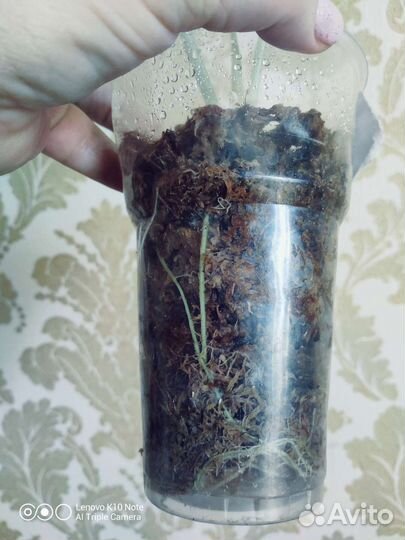 Алоказия Шкура дракона