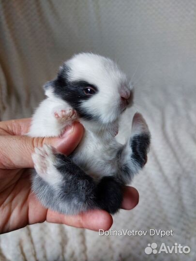 Мальчик в пестрых штанишках