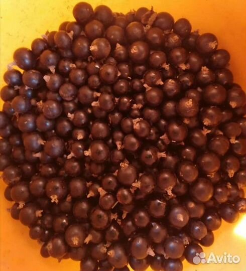 Черная и красная смородина