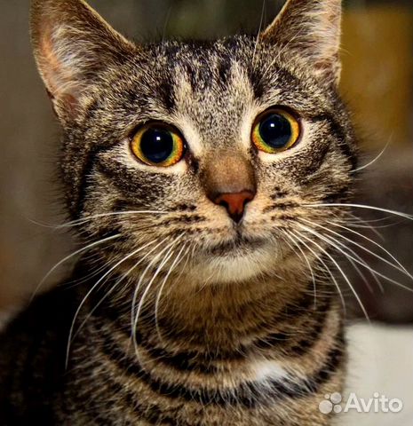 Нежный котенок Василь, около 7 мес объявление продам