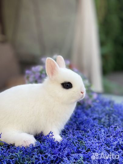 Хтот от лучших производителей