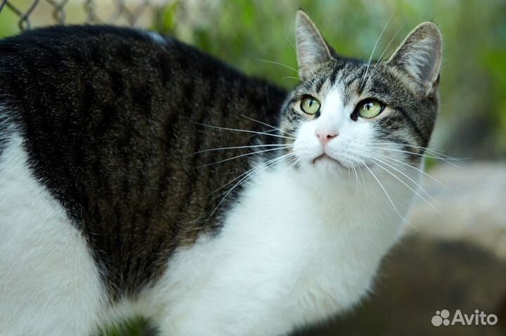Кошка в дар