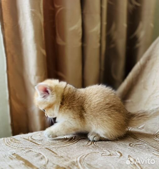 Котенок британская золотая шиншилла