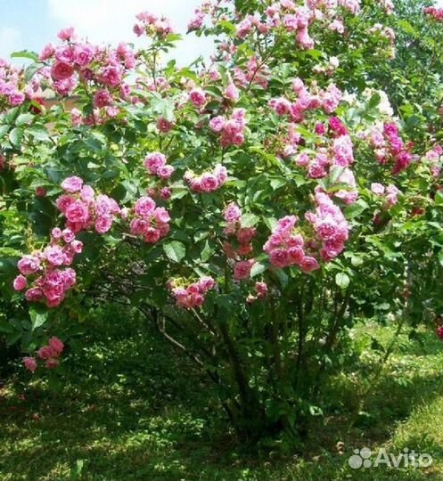 Роза-ругоза (шиповник) Высота от 25см