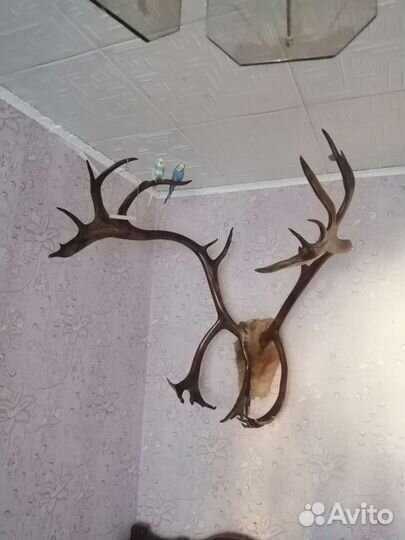 Рога оленя