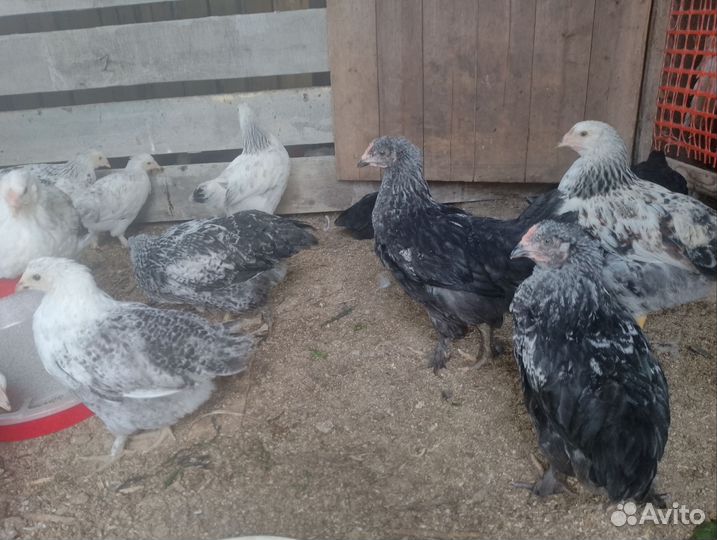 Куры,петухи на мясо