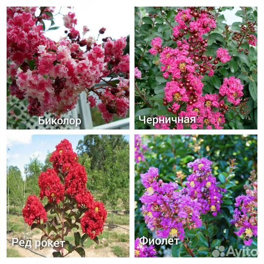 Лагерстремия