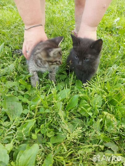 Кошки в добрые руки бесплатно