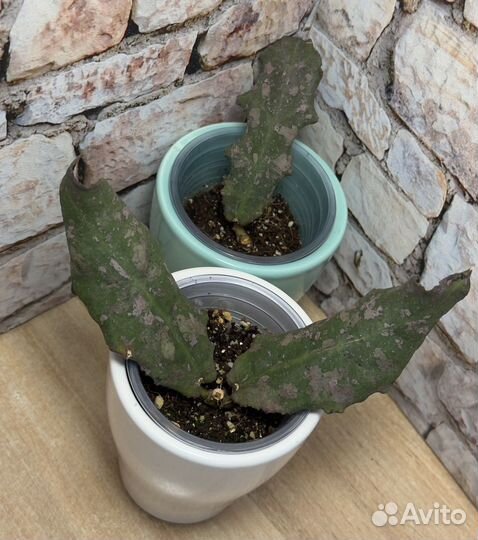 Хойя ундулата