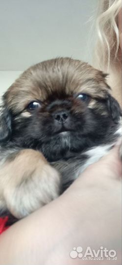 Щенки пекинеса