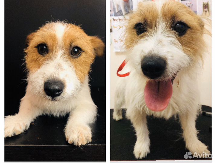 Груминг (стрижка, уход) собак мелких пород