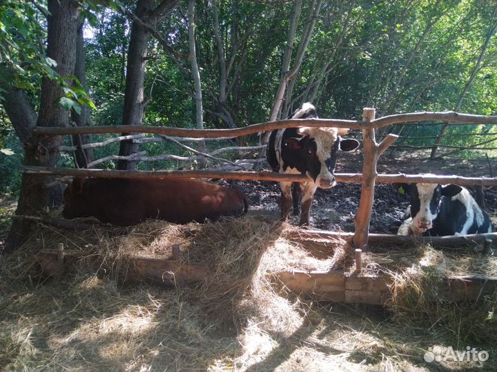 Быки на мясо