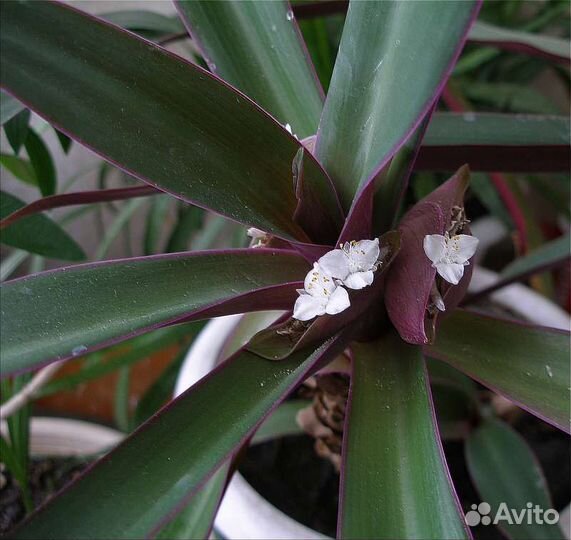 Традесканция покрывальчатая (Рэо), 