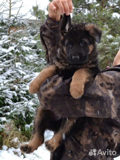 Красивый кобель щенок немецкой овчарки, РКФ