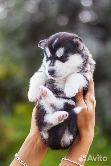 Сибирский хаски