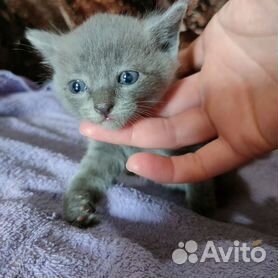 Окрас британского котенка при рождении - с фотографиями.