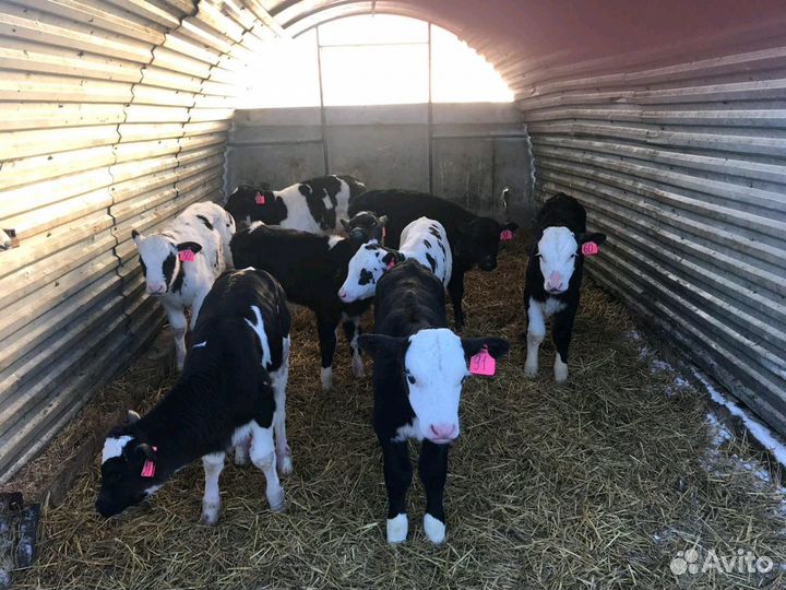 Бычки телята свежий завоз
