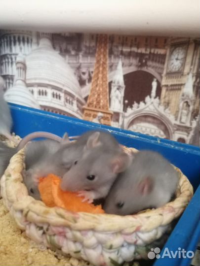 Крысята дамбо