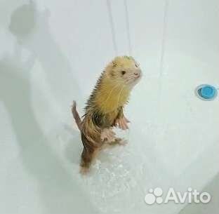 Хорек