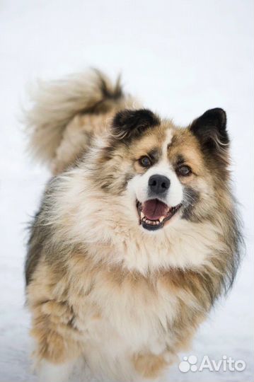 Плюшевый Барни в добрые руки