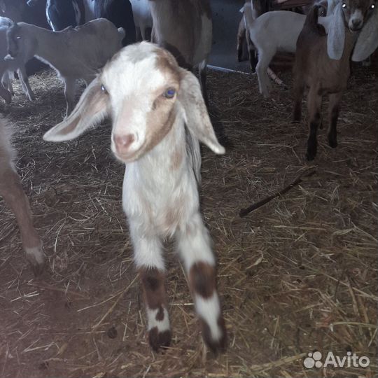 Дойные козы, и их детки