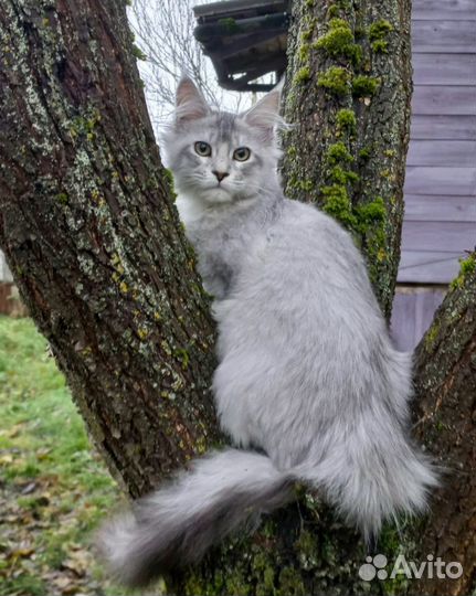 Кошечка серебро шадет линии