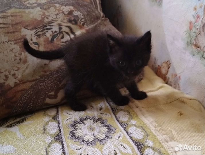 Отдадим котёнка