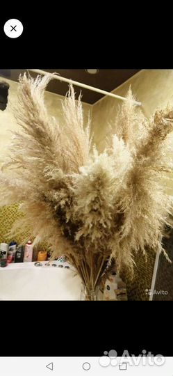 Пампасная трава, картодерия