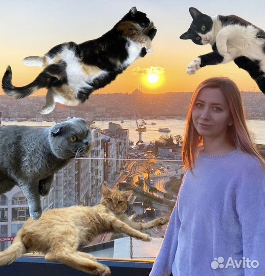 Зооняня с выездом для котов и кроликов Котоняня