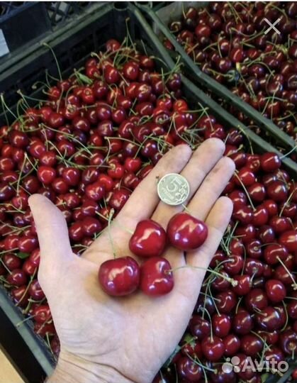 Черешня бычье сердце