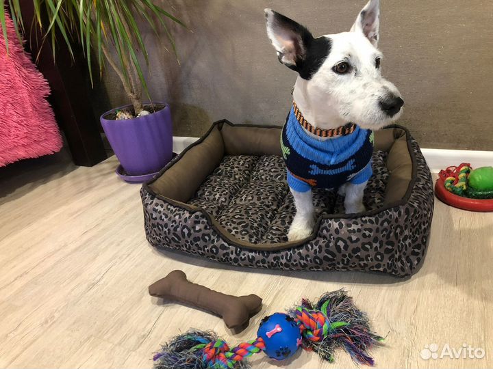 Одежда для собак средних пород