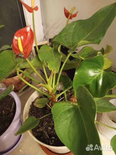 Антуриул андре (мужская радость)